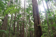 #fraser island #australia