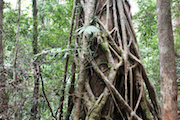 #fraser island #australia