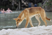 #fraser island #australia